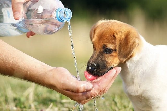how long can dogs go without water